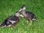 Mallard ducks Lois & Clark are the latest addition to the family